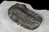 Monster, Eldredgeops Trilobite - Sylvania, Ohio #175643-3